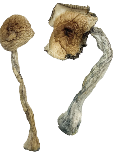 Buy Quezon Magic Mushrooms